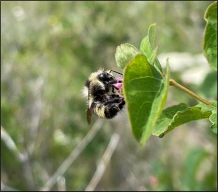 Western bumble bee Washington Department of Fish & Wildlife