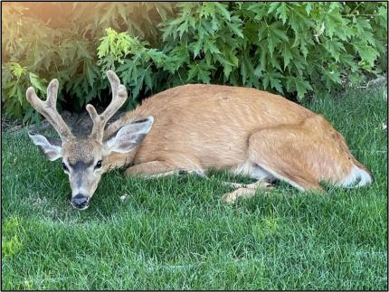 Emaciated buck in Goldendale. 