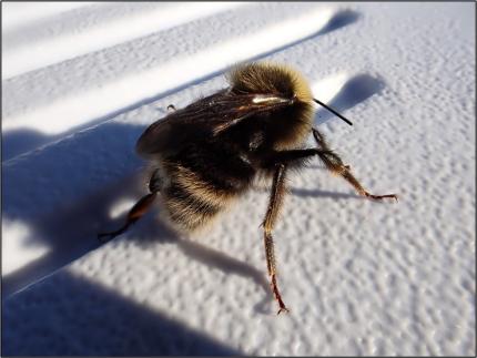 Western bumble bee. A WDFW Species of Greatest Conservation Need