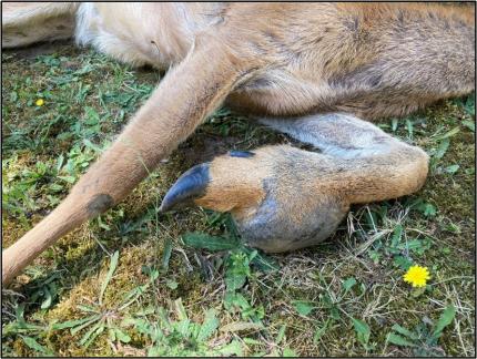 Deceased deer with injury/abscess to front leg.