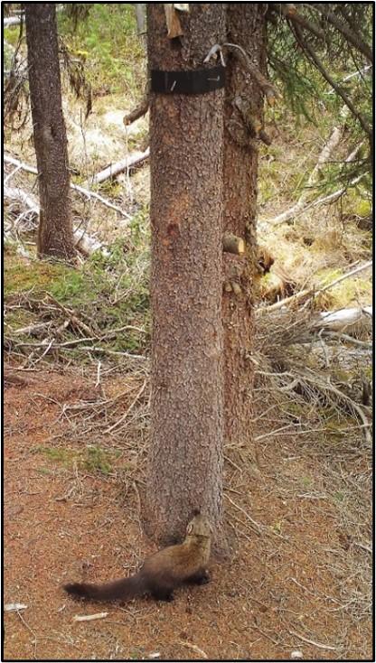 Fisher detected during the Washington Wolverine Study