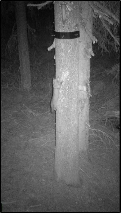 Marten detected during the Washington Wolverine Study