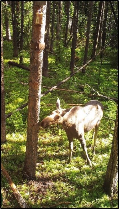Moose detected during the Washington Wolverine Study