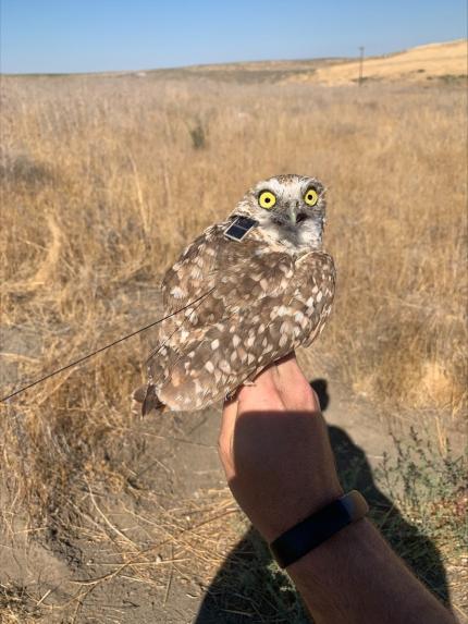 Recaptured burrowing owl with solar transmitter intact and properly fitted but non-functional