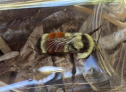 Bumble bee found near Walla Walla