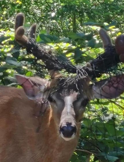 Netting tangled in a deer's antlers