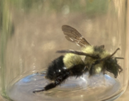 Suckley's cuckoo bumble bee  Washington Department of Fish & Wildlife