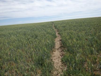 Elk trail entering crop.