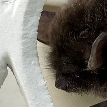 Small unidentified bat