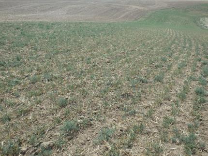 Severe damage to wheat from elk.