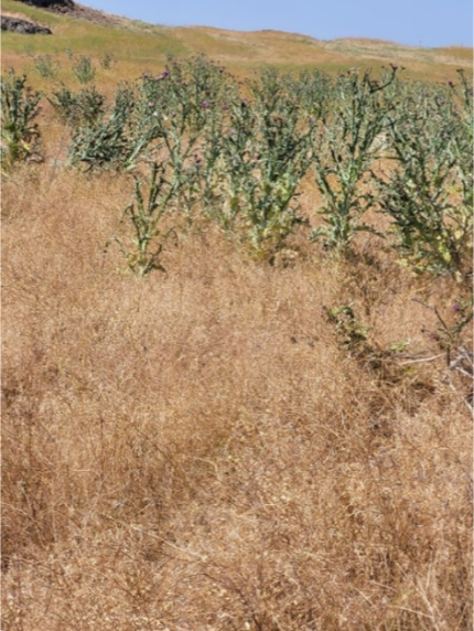 Wagner spraying Scotch Thistle.