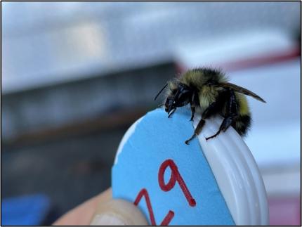 A suspected bombus flavifron (yellowhead bumble bee)
