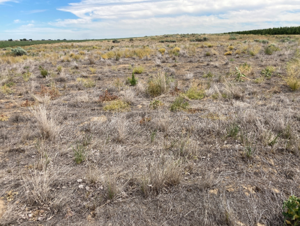 Weeds showing signs of dying after herbicide application. Site to be planted with native grass in fall 2022