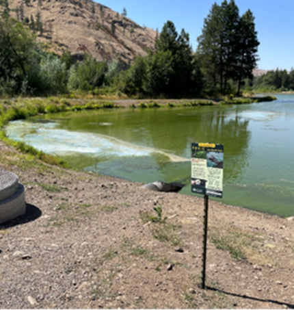 Blue green algae bloom in Rainbow Lake and sign warning the public