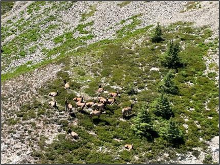 A group of elk in the Goat Rocks