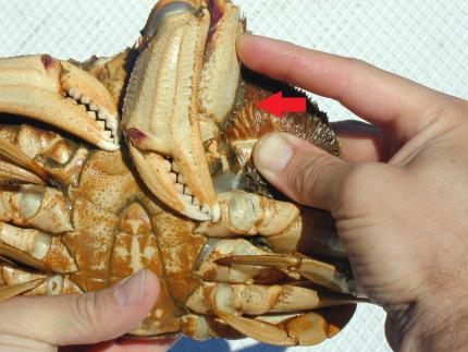 Location to test a softshell crab is under one of the folded claws