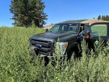 Weed growing tall in a field with a truck