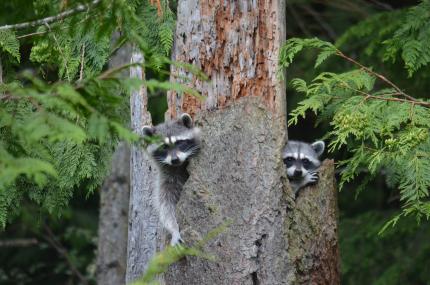 young raccoons in snag