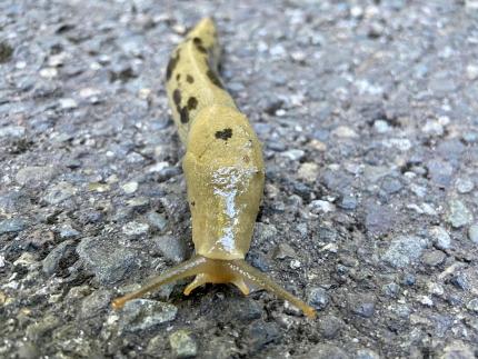 banana slug crossed the road