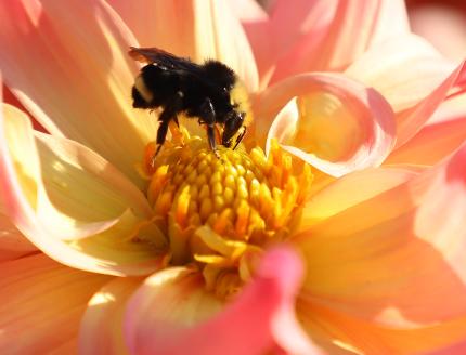 Bumblebee on an open bloom