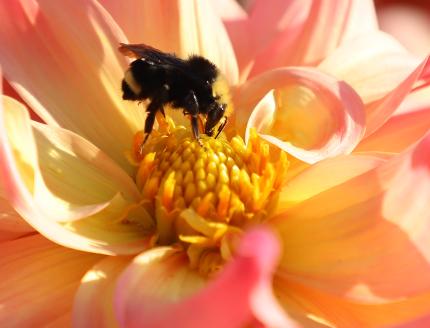 How Dead Plants Provide Life for Birds, Pollinators and People