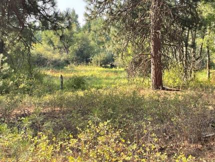 A bull moose in the far distance