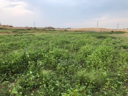 A field of buckwheat
