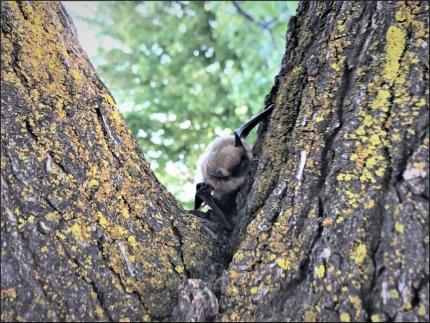 Bat pup safe in a tree after being rudely awakened from her nap.