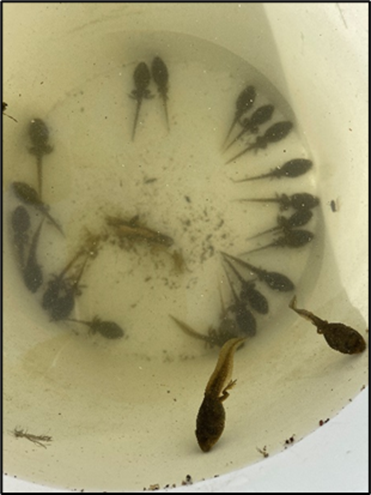 Northern leopard frog tadpoles in various stages of development.