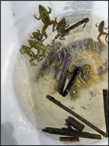 Young frogs swim in a bucket. 