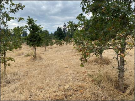 NYC crew members removed browse cages from the oak plantings in Lakewood.