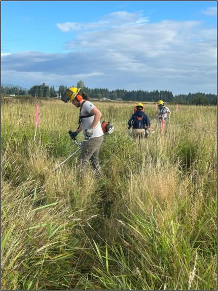 crews mowing invasive reed canary grass.		