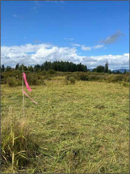 Oregon spotted frog breeding site after mowing. 