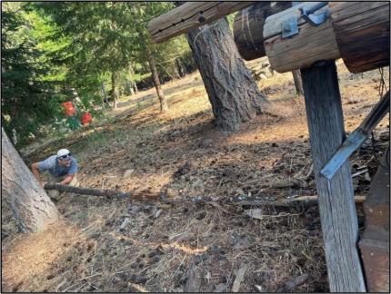 Volunteer Downing utilizing a long branch to nudge the owl out of its hiding place