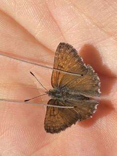 Biologist Anderson with a male mariposa copper.