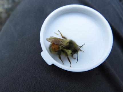 A black-tailed bumble bee sluggish due to being chilled for pictures.