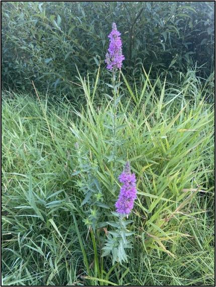 Purple loosestrife