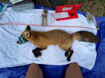 Red Fox Trapping on San Juan Island.