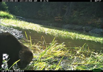 Fisher captured on a game camera in the vicinity of Gill Creek by Lake Wenatchee.