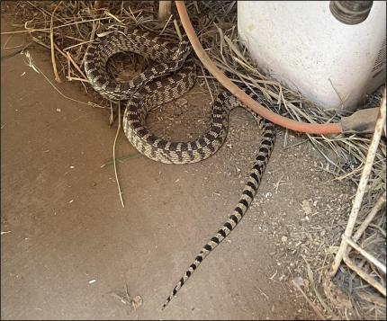 Gopher snake found in a barn, an ideal place to hunt mice and rats. 