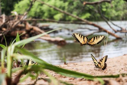 Swallowtails at the waters edge