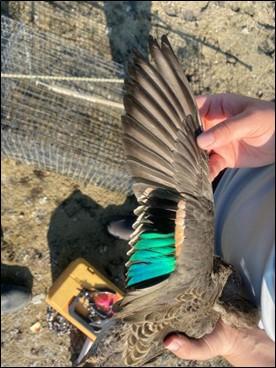 Hatch year male, American green-winged teal