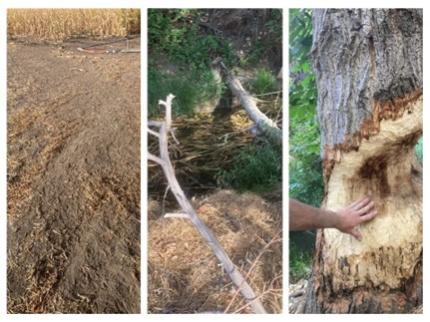 Three images of beaver damage