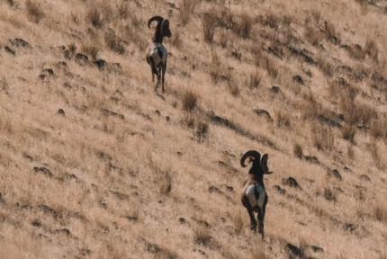 Two bighorn sheep rams