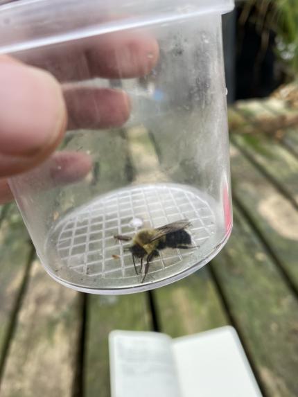 Common eastern bumble bee