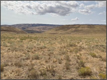 A view of the shrubsteppe habitat