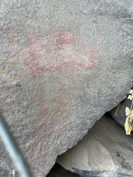A pictograph of a bison on a rock