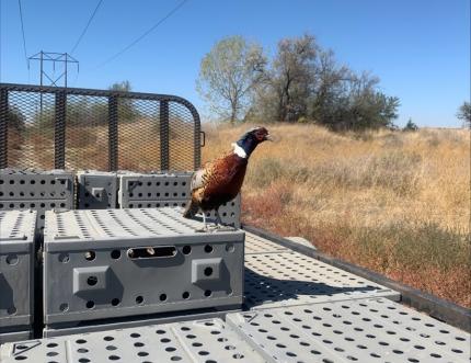 A pheasant standing on crates