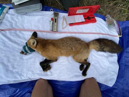 A female fox with a blindfold