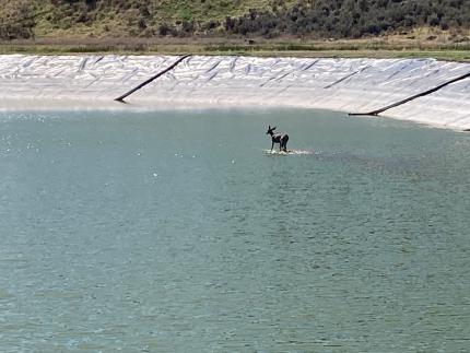 Deer in a treatment pond